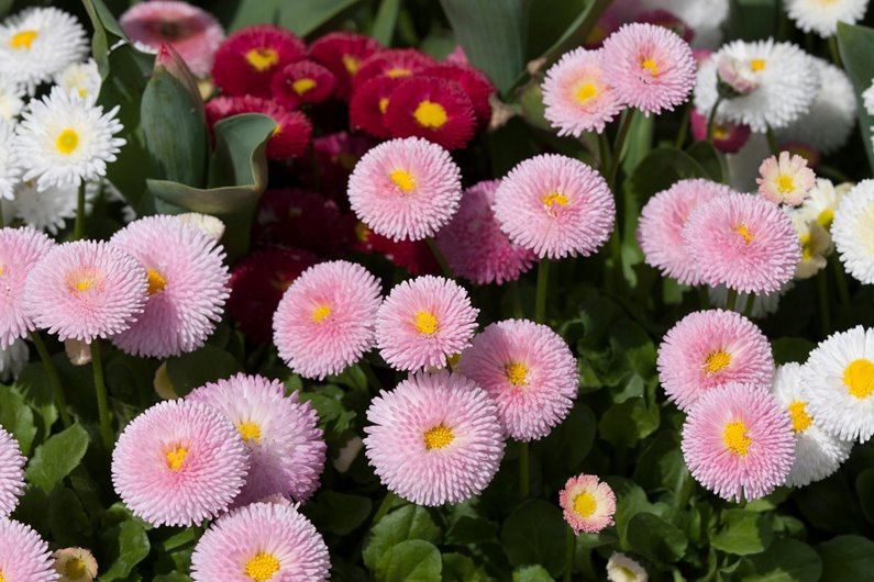 Ziemia Podłoże do Kwiatów Uniwersalna Athena 10 L