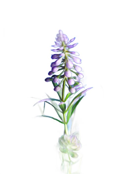 KWIAT SZTUCZNY SZAFIREK GAŁĄZKA WYSOKOŚĆ 33 CM FIOLETOWY