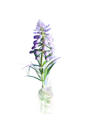 KWIAT SZTUCZNY SZAFIREK GAŁĄZKA WYSOKOŚĆ 33 CM FIOLETOWY