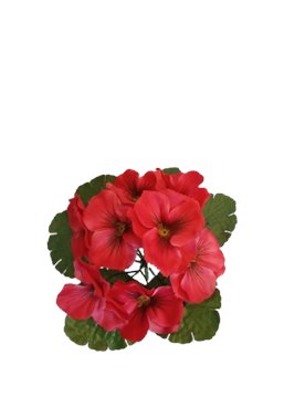 Bukiet wiosenny bratki ciemno różowe  8 sz/ pęczek